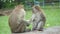 Male monkey taking care of female monkey, Thailand