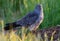 Male Montagu`s Harrier sits on hay stack in the morning