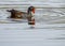 Male Moorhen On Lake