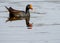 Male Moorhen On Lake