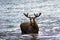 Male moose bathing, Chitina, Alaska, United States