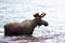 Male moose bathing, Chitina, Alaska, United States