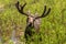 Male Moose in Beaver Ponds