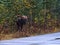 Male moose with enormous antlers standing beside road in forest in Jasper National Park, Alberta, Canada.