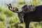 Male Moose at Kenosha Pass, Colorado