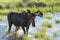 Male Moose at Kenosha Pass, Colorado