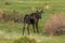 Male Moose in a Meadow in Rocky Mountain National Park