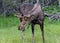 Male Moose Takes a Bite of Small Tree