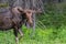 Male Moose Walks into Green Clearing