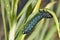 Male mosquito on a green plant