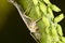 Male mosquito on a green plant