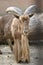 Male mouflon