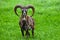 Male mouflon with big horns in green grass - Ovis gmelini musimon - wild sheep - muflon