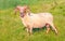 Male Mouflon sheep posing in a Dutch meadow