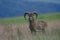 Male of mouflon in spring wild nature, Slovakia