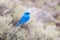 Male Mountain Bluebird, Yellowstone National Park