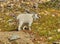 Male Mountain Goat, Glacier National Park