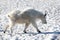 A male mountain goat striding across the snow