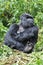 Male Mountain Gorilla looking fed-up