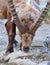 Male mountain Ibex