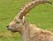 Male Mountain Ibex