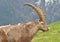 Male Mountain Ibex