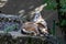 Male mountain ibex or capra ibex on a rock living in the European alps