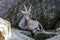 Male mountain ibex or capra ibex on a rock living in the European alps