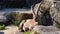 Male mountain ibex or capra ibex sitting on a rock