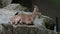 Male mountain ibex or capra ibex sitting on a rock