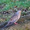 Male mourning dove