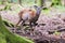 Male muflon in the forest