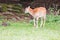 Male muflon in the forest