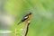 Male mugimaki flycatcher