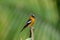 Male mugimaki flycatcher