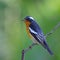 Male Mugimaki Flycatcher