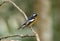 Male mugimaki flycatcher