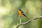 Male mugimaki flycatcher