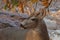 Male Mule Deer in Forest Closeup in Autumn