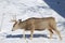 Male Mule Deer in the snow