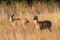 Male mule deers in the Beacon Hill Park, Victoria, BC, Canada