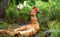 male muscovy duck on the background of meadow grass.