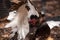 Male muscovy duck Cairina moschat birds in the middle of a dominance fight