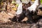 Male muscovy duck Cairina moschat birds in the middle of a dominance fight