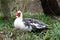 Male Muscovy duck, Cairina moschata in a grass field