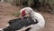 A male of Muscovy duck or Cairina moschata. Poultry in park, on a farm or in a village.