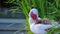 A male of Muscovy duck cleans feathers in the thicket of a pond.