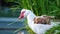 A male of muscovy duck cleans feathers in the thicket of a pond.