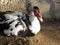 Male Muscovy Duck Close Up