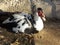 Male Muscovy Duck Close Up